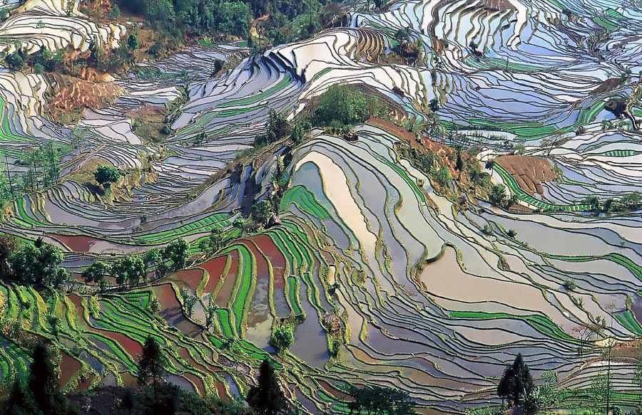 红河元阳梯田：层叠水田顺着山坡铺展，云雾萦绕